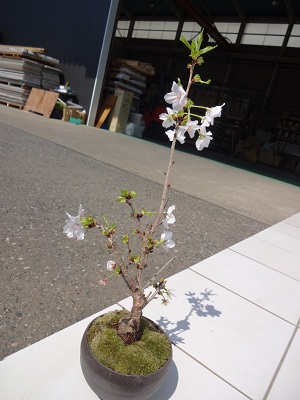 ちる桜.jpg